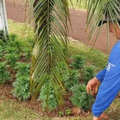 Coopavel inicia a contratação de 750 temporários ao Show Rural