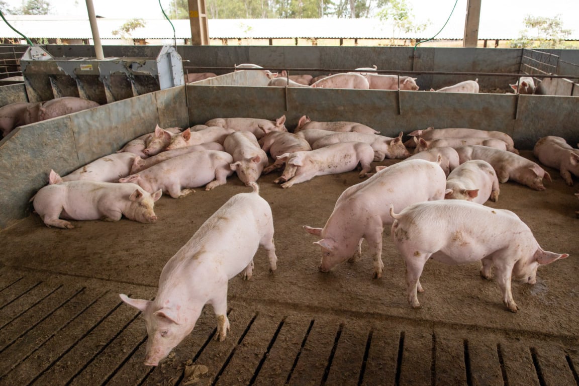 Descubra os desafios que os suínos enfrentam na suinocultura e a importância da gestão ambiental na região Oeste - Foto: Wenderson Araujo/Trilux - Foto: Wenderson Araujo/Trilux Descubra os desafios que os suínos enfrentam na suinocultura e a importância da gestão ambiental na região Oeste - Foto: Wenderson Araujo/Trilux - Foto: Wenderson Araujo/Trilux