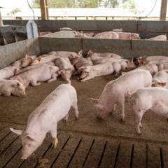 Descubra os desafios que os suínos enfrentam na suinocultura e a importância da gestão ambiental na região Oeste - Foto: Wenderson Araujo/Trilux - Foto: Wenderson Araujo/Trilux