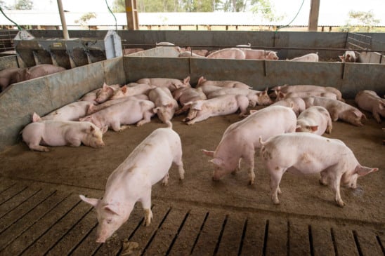 Descubra os desafios que os suínos enfrentam na suinocultura e a importância da gestão ambiental na região Oeste - Foto: Wenderson Araujo/Trilux - Foto: Wenderson Araujo/Trilux