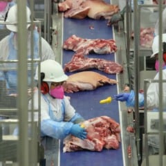 Produção e consumo de proteínas crescem no Brasil, segundo a  ABPA