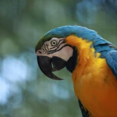 Zoológico amplia visitação e abrirá de terça a domingo