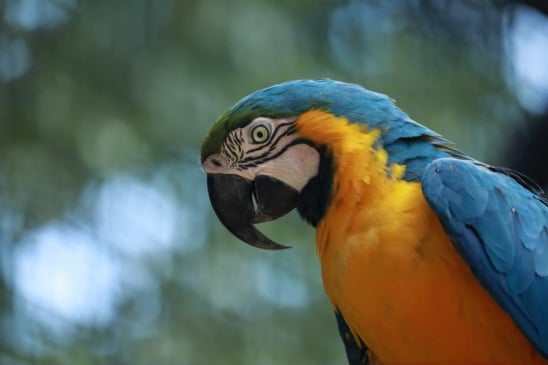 Zoológico amplia visitação e abrirá de terça a domingo