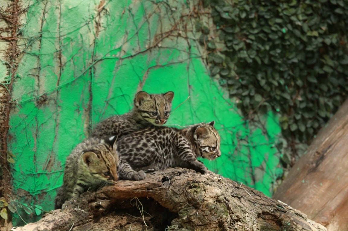 O Zoológico comemora 47 anos e apresenta novos filhotes. Participe da votação para dar nomes aos gatinhos! - Foto: Secom O Zoológico comemora 47 anos e apresenta novos filhotes. Participe da votação para dar nomes aos gatinhos! - Foto: Secom