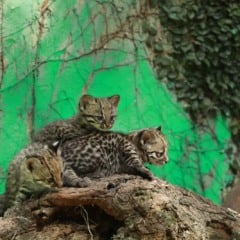 O Zoológico comemora 47 anos e apresenta novos filhotes. Participe da votação para dar nomes aos gatinhos! - Foto: Secom