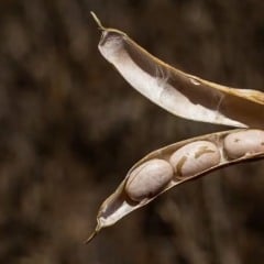 Descubra como os preços do soja mudaram em novembro e as razões por trás das quedas nas cotações do feijão - Foto: Wenderson Araújo/Trilux/CNA