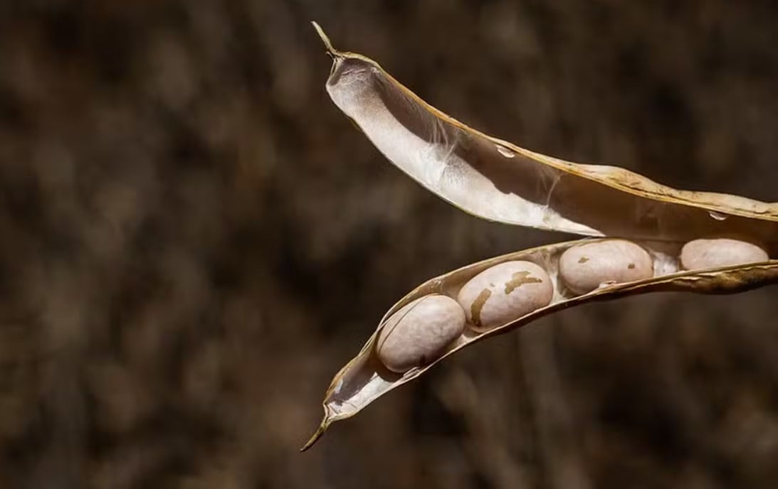 Descubra como os preços do soja mudaram em novembro e as razões por trás das quedas nas cotações do feijão - Foto: Wenderson Araújo/Trilux/CNA