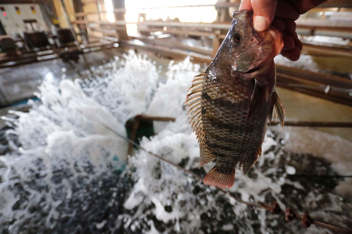 Descubra a importância da tilápia na aquicultura brasileira e seu crescimento impressionante no mercado global - Foto: AEN Descubra a importância da tilápia na aquicultura brasileira e seu crescimento impressionante no mercado global - Foto: AEN