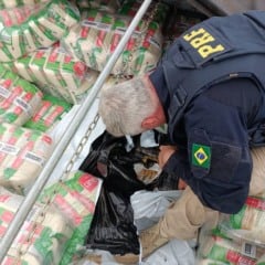 Confira como a PRF interceptou uma carga de 3 toneladas de maconha disfarçada sob arroz em uma ação na estrada - Foto: PRF
