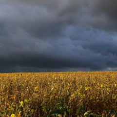 Entenda a import&acirc;ncia do seguro rural no Brasil e como ele pode ser ampliado com boa t&eacute;cnica e articula&ccedil;&atilde;o pol&iacute;tica - Foto: FAEP