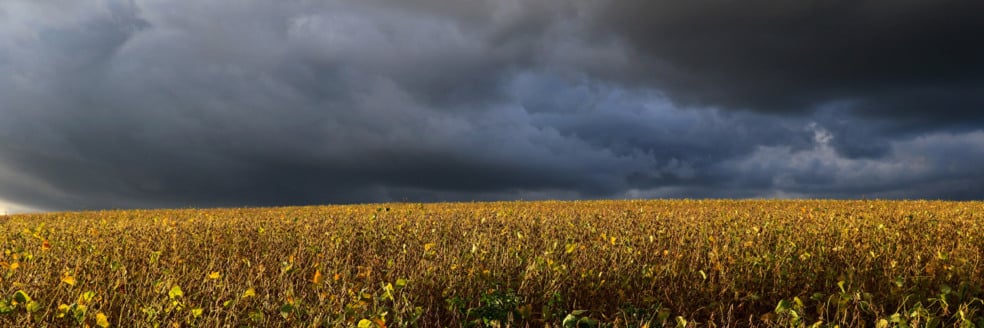 Entenda a importância do seguro rural no Brasil e como ele pode ser ampliado com boa técnica e articulação política - Foto: FAEP