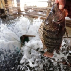 A inclusão da tilápia na lista de exóticas invasoras está suspensa. Saiba mais sobre o agronegócio e suas implicações - Foto : Jonathan Campos / AEN