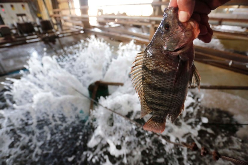 A inclusão da tilápia na lista de exóticas invasoras está suspensa. Saiba mais sobre o agronegócio e suas implicações - Foto : Jonathan Campos / AEN
