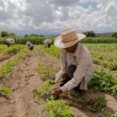 Entenda como a PEC proposta pode impactar a produção de alimentos no Brasil. Veja as preocupações do Sistema FAEP  - Foto: FAEP