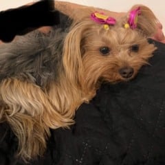 Fam&iacute;lia procura pela "Maia", cachorrinha que desapareceu na PR-160 entre Imba&uacute; e Tel&ecirc;maco Borba