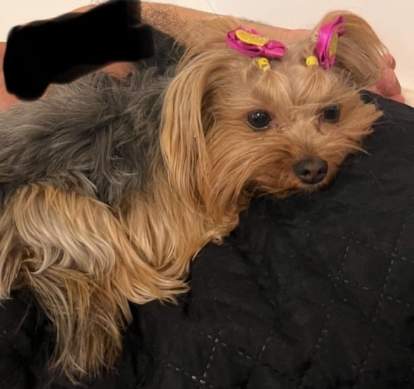 Família procura pela "Maia", cachorrinha que desapareceu na PR-160 entre Imbaú e Telêmaco Borba