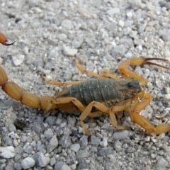 Descubra como ter um Ver&atilde;o tranquilo e seguro com dicas de preven&ccedil;&atilde;o contra acidentes envolvendo animais pe&ccedil;onhentos - Foto: Emanuel Marques da Silva