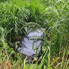 Uma perseguição policial emocionante em Matelândia termina com disparos e acidente. Descubra todos os detalhes do caso - Foto:  Divulgação