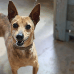 Garanta a identificação do seu pet com a microchipagem gratuita da Prefeitura em Cascavel. Sem inscrição prévia! - Foto: Secom