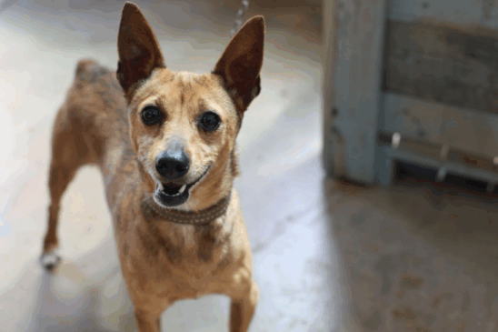 Garanta a identificação do seu pet com a microchipagem gratuita da Prefeitura em Cascavel. Sem inscrição prévia! - Foto: Secom