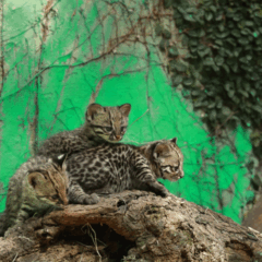 Celebre os 47 anos do Zoológico Municipal de Cascavel e descubra os nomes dos novos filhotes de gato-do-mato-pequeno - Foto: Secom