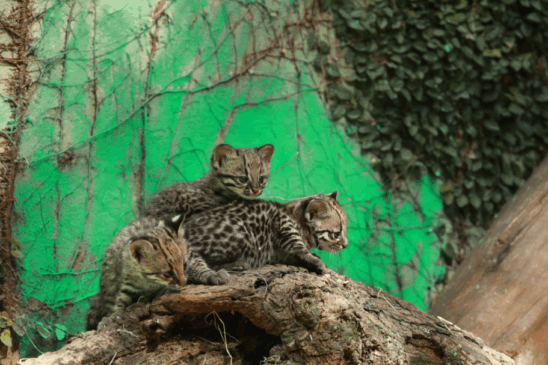 Celebre os 47 anos do Zoológico Municipal de Cascavel e descubra os nomes dos novos filhotes de gato-do-mato-pequeno - Foto: Secom
