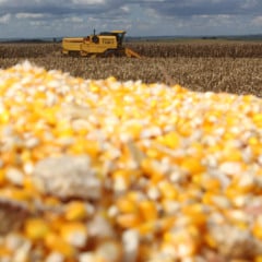 Planta&ccedil;&atilde;o e colheita de milho no interior de Cascavel. Foto Jonas Oliveira