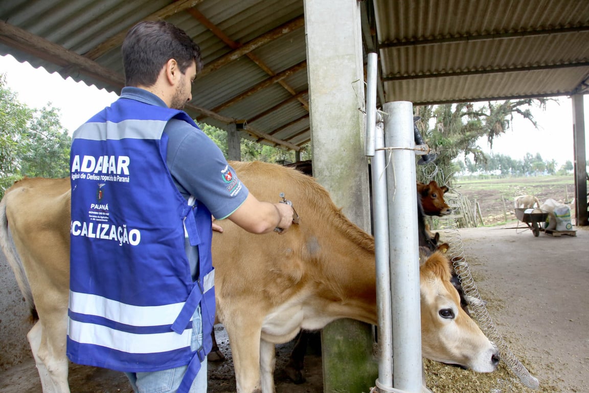 Conheça as novas regras sobre o trânsito de bovinos para combater a brucelose e a tuberculose bovina no Paraná - Foto: Jaelson Lucas / ANPr Conheça as novas regras sobre o trânsito de bovinos para combater a brucelose e a tuberculose bovina no Paraná - Foto: Jaelson Lucas / ANPr