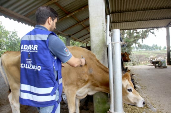 Conheça as novas regras sobre o trânsito de bovinos para combater a brucelose e a tuberculose bovina no Paraná - Foto: Jaelson Lucas / ANPr