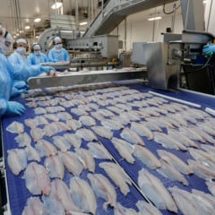 Entenda os efeitos da al&iacute;quota de 22% na importa&ccedil;&atilde;o de til&aacute;pia e como isso beneficia os produtores do Paran&aacute; - Foto : Jonathan Campos / AEN