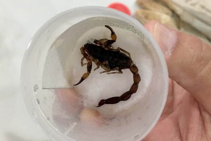 Saúde alerta para risco de acidentes com animais peçonhentos