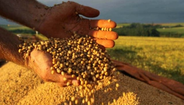 A compra de sementes pela internet pode parecer vantajosa, mas descubra os riscos envolvidos para o produtor rural - Foto: Divulgação