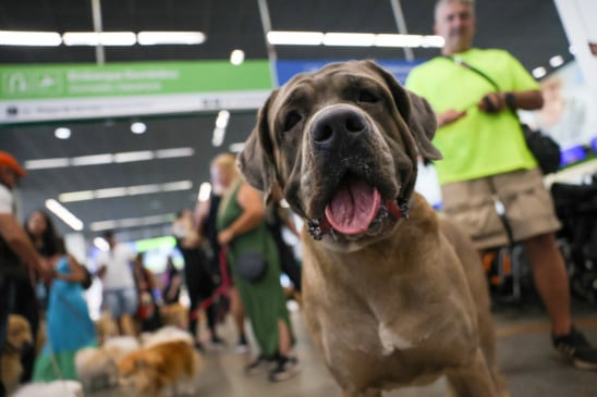 O mercado pet cresceu muito nos últimos anos, oferecendo todos os tipos de alimentos, brinquedos e até festas - Foto: Fabio Rodrigues-Pozzebom/ Agência Brasil