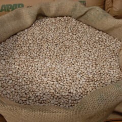 O Paran&aacute; &eacute; o maior produtor nacional de feij&atilde;o-preto e um dos principais no cultivo de outras variedades do gr&atilde;o, que tem presen&ccedil;a obrigat&oacute;ria no prato dos brasileiros. O Governo do Estado investiu no melhoramento gen&eacute;tico para aumentar a rentabilidade do produto e a produtividade das lavouras. O trabalho &eacute; feito pelo Instituto Agron&ocirc;mico do Paran&aacute; (Iapar). S&atilde;o 39 cultivares j&aacute; registradas, resultado de anos de pesquisas e cruzamentos gen&eacute;ticos. A mais recente, o feij&atilde;o-preto IPR Urutau, foi lan&ccedil;ada em abril, durante evento em Ponta Grossa.   -  04/07/2019  -  Foto: Divulga&ccedil;&atilde;o Iapar