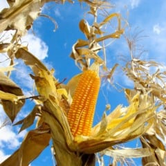 Confira o boletim de condi&ccedil;&otilde;es de tempo e cultivo com informa&ccedil;&otilde;es sobre o clima e o desenvolvimento das lavouras -  Foto: Jaelson Lucas / AEN