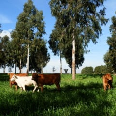 Entenda a medida da China sobre as exporta&ccedil;&otilde;es de carne bovina do Brasil e seu efeito no agroneg&oacute;cio brasileiro - Foto: IDR-Paran&aacute;