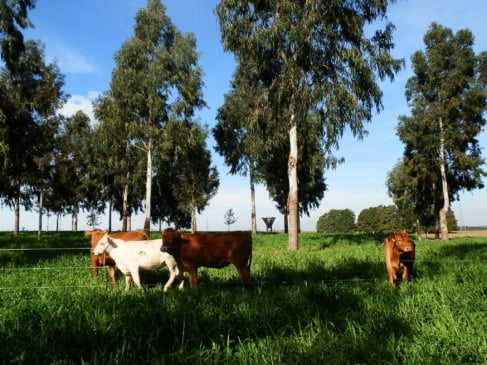 Entenda a medida da China sobre as exportações de carne bovina do Brasil e seu efeito no agronegócio brasileiro - Foto: IDR-Paraná