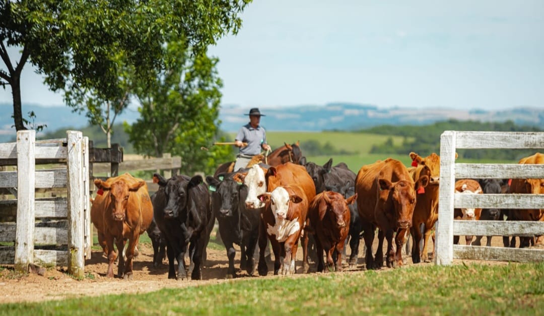 Crédito: Grafaels Fotografia Crédito: Grafaels Fotografia