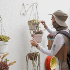 Entenda a import&acirc;ncia da preven&ccedil;&atilde;o contra o mosquito Aedes aegypti em Cascavel e mantenha sua casa livre de focos - Foto: Secom