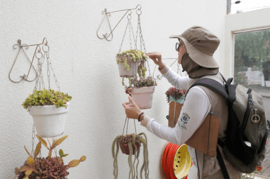 Entenda a importância da prevenção contra o mosquito Aedes aegypti em Cascavel e mantenha sua casa livre de focos - Foto: Secom