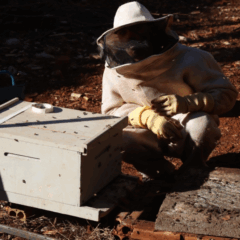 Saiba como solicitar o serviço gratuito de retirada de enxames com segurança e eficiência na cidade de Cascavel - Foto: Secom