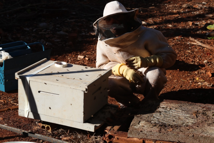 Saiba como solicitar o serviço gratuito de retirada de enxames com segurança e eficiência na cidade de Cascavel - Foto: Secom Saiba como solicitar o serviço gratuito de retirada de enxames com segurança e eficiência na cidade de Cascavel - Foto: Secom