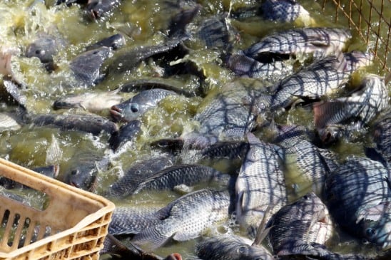 Saiba como o Paraná lidera a produção de pescados cultivados com um VBP de R$ 1,99 bilhão e os cuidados necessários para isso - Foto: AEN