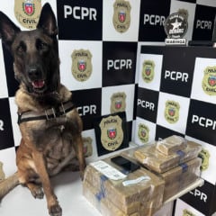 Em 2025, Paraná apreendeu quase 150 toneladas de drogas, um aumento significativo em relação a 2024 - Foto: SESP