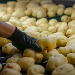 Palmas se destaca pela forte produ&ccedil;&atilde;o de sementes. Conhe&ccedil;a os n&uacute;meros impressionantes do munic&iacute;pio nesta safra - Foto: Gilson Abreu/AEN