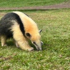 Zoo de Cascavel conta com três novos moradores