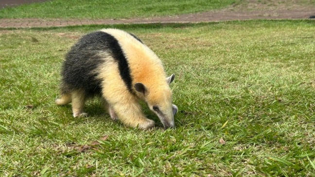 Zoo de Cascavel conta com três novos moradores