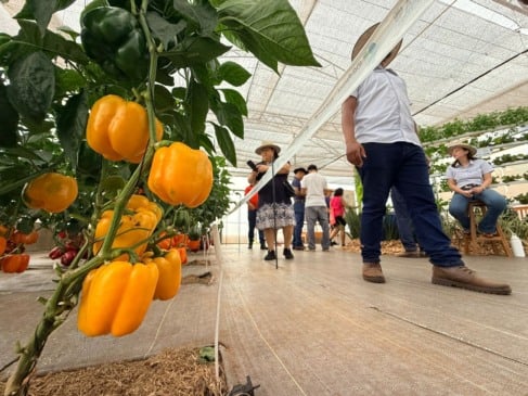 Entenda como o Manejo sustentável é crucial para a produtividade e rentabilidade no campo com técnicas eficazes - Foto: Vandré Dubiela/O Paraná