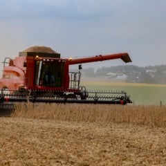 Entenda a colheita de gr&atilde;os no Paran&aacute;. A safra de soja e milho apresenta qualidade superior e avan&ccedil;o significativo - Foto: AEN