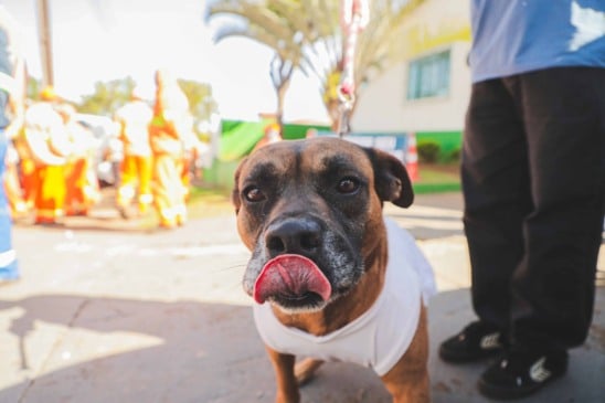 1ª Cãominhada da Acic terá arrecadação para Banco de Ração de Cascavel